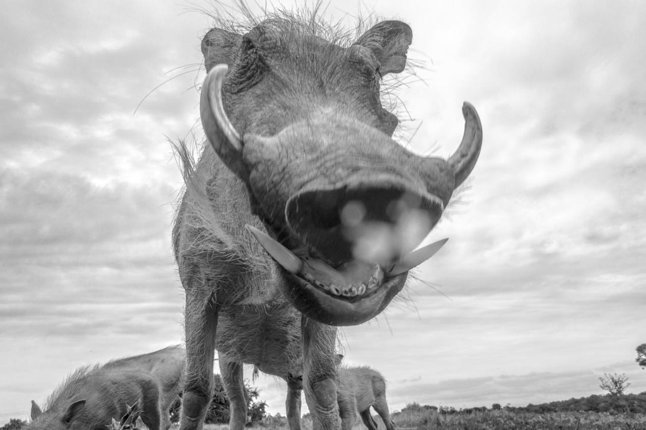 Pumba Private Game Reserve Grahamstown Exterior photo