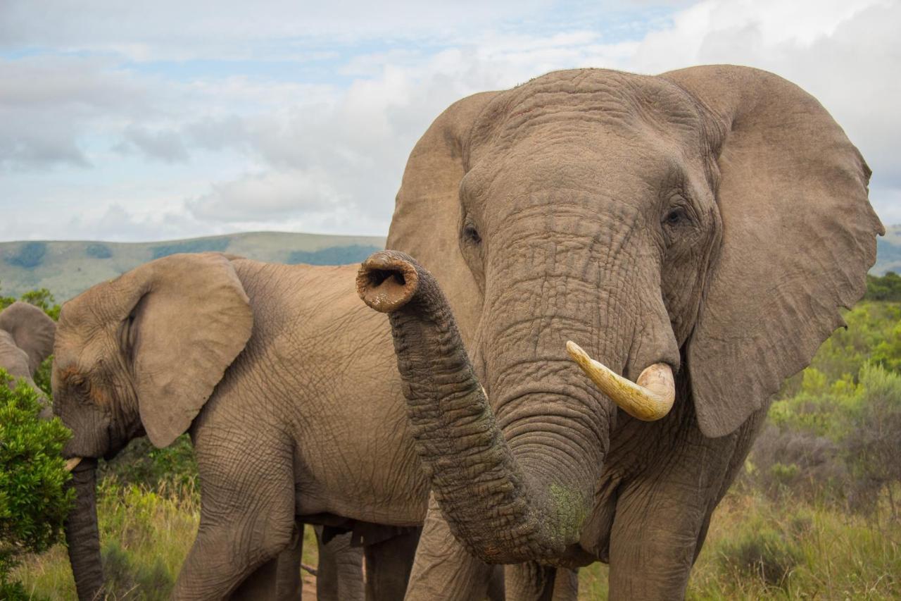 Pumba Private Game Reserve Grahamstown Exterior photo